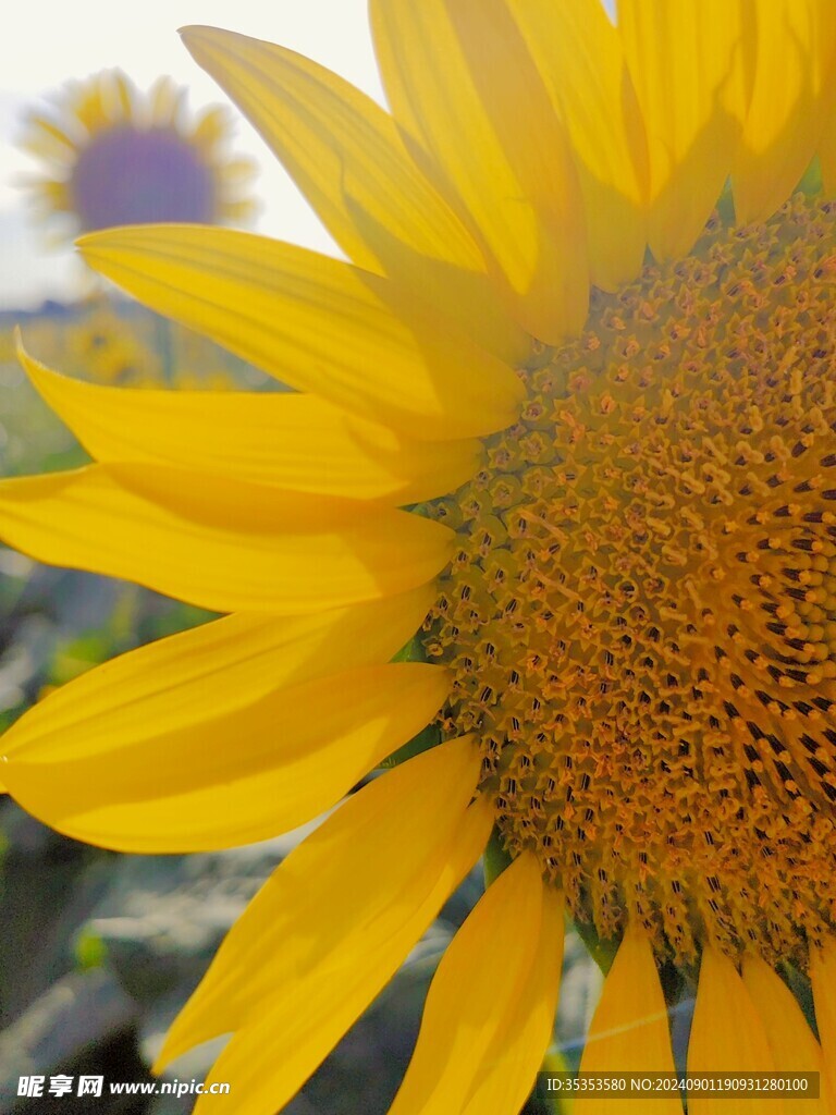 半边向日葵特写