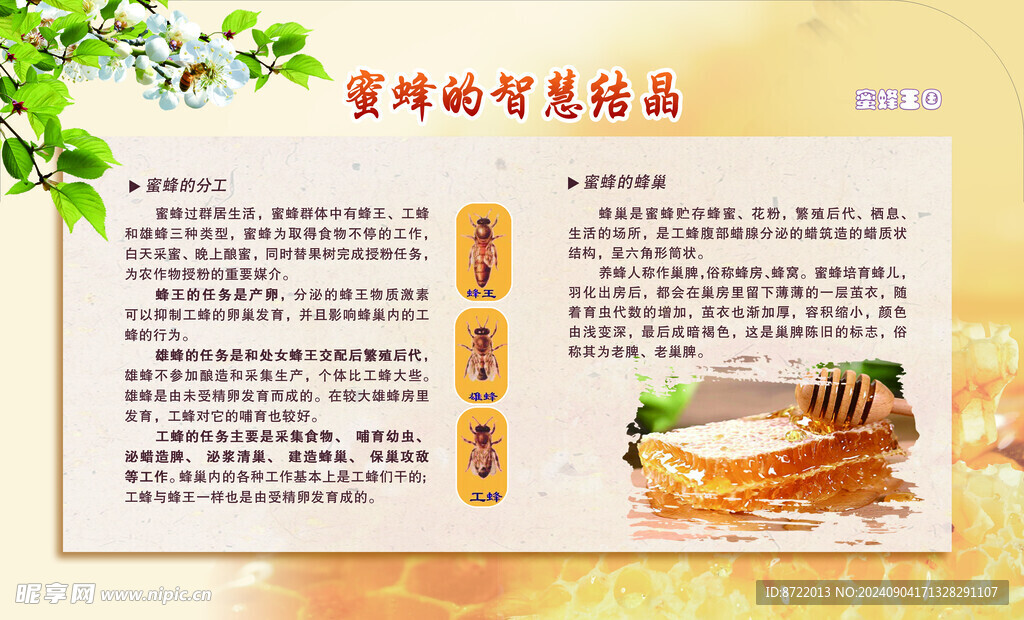 蜜蜂展板