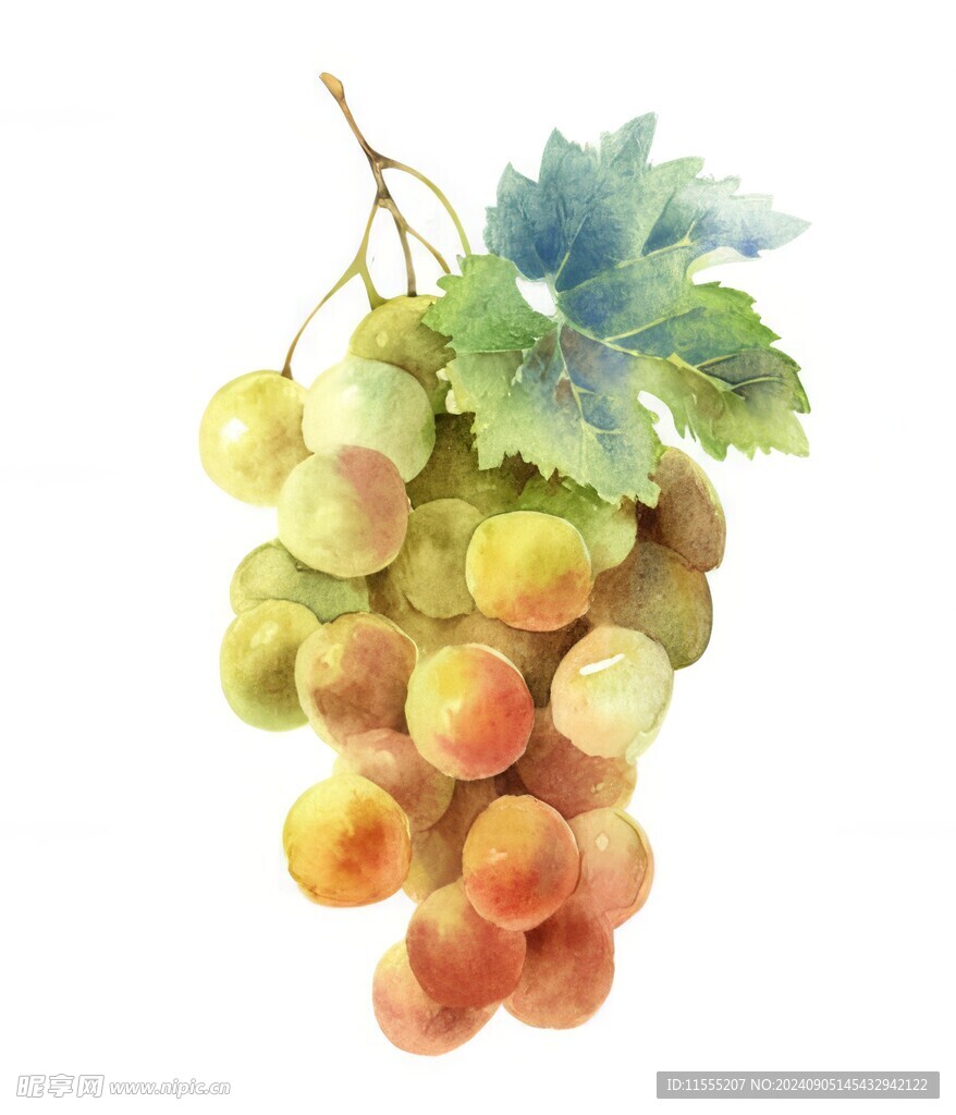 紫色葡萄叶子藤蔓植物水彩插画