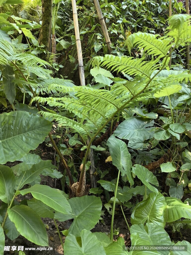 厦门园林植物园
