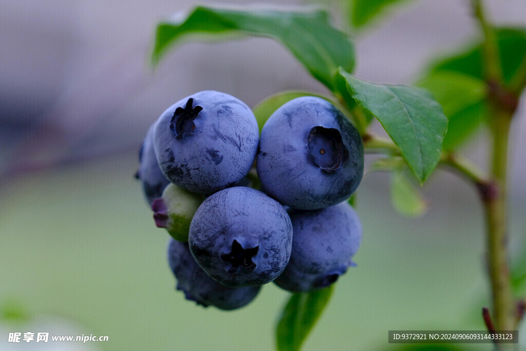 蓝莓