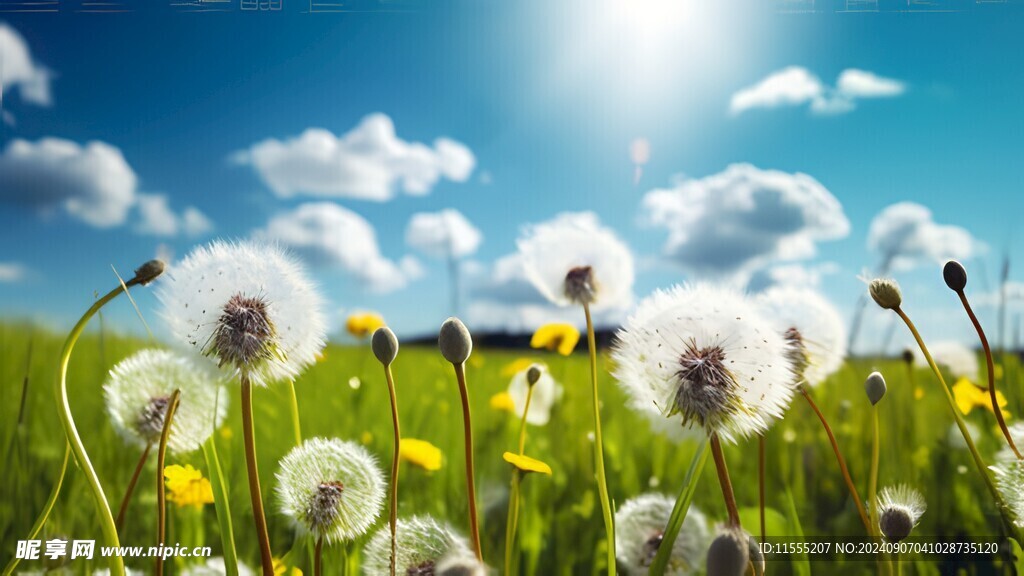 创意草地露珠蓝天吹散的蒲公英