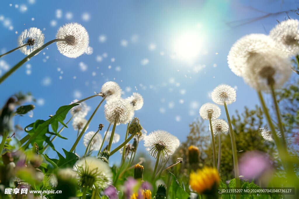创意草地露珠蓝天吹散的蒲公英