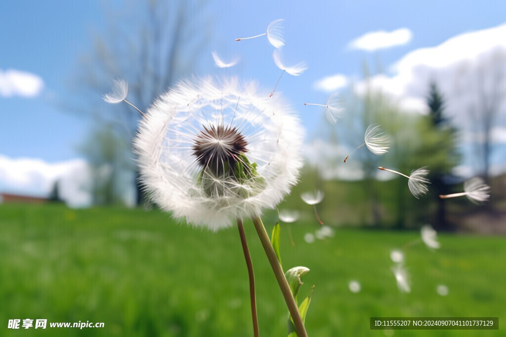 创意草地露珠蓝天吹散的蒲公英