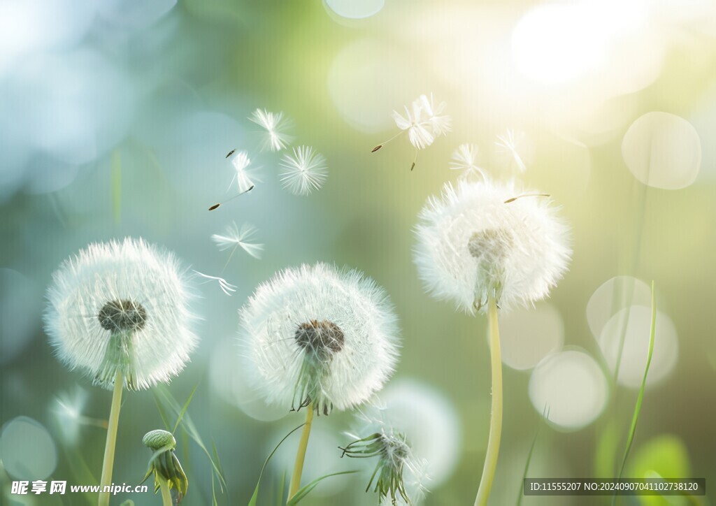 创意草地露珠蓝天吹散的蒲公英