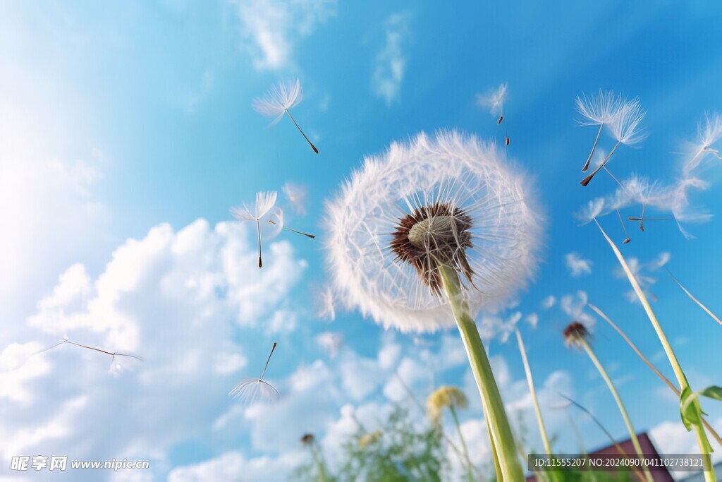 创意草地露珠蓝天吹散的蒲公英