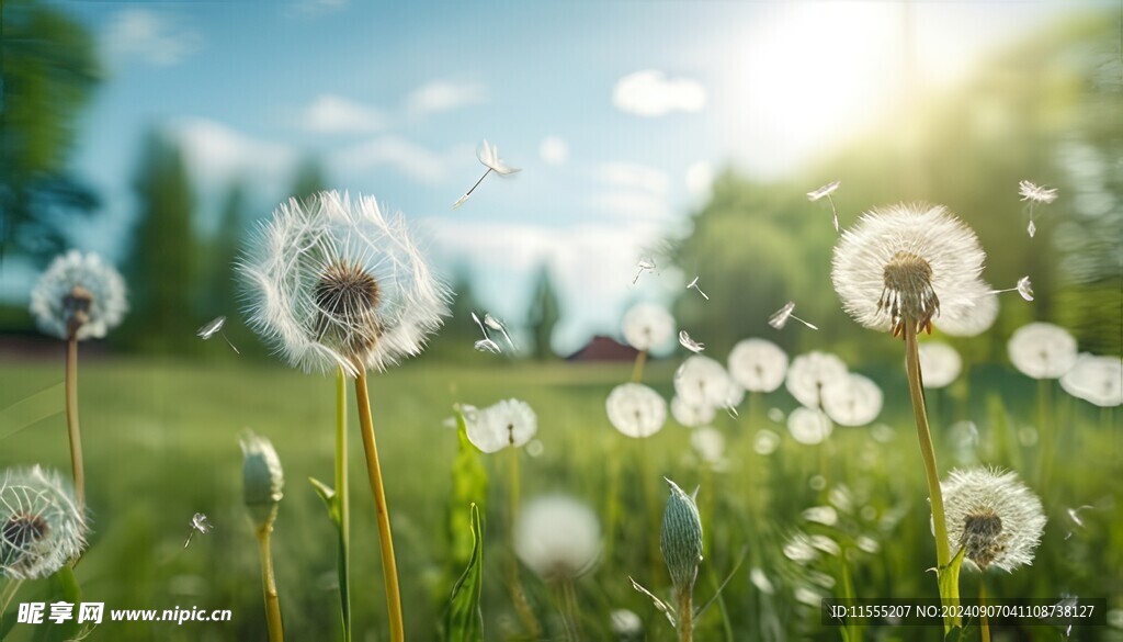 创意草地露珠蓝天吹散的蒲公英