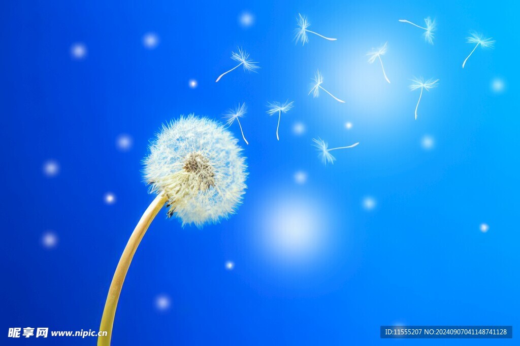创意草地露珠蓝天吹散的蒲公英