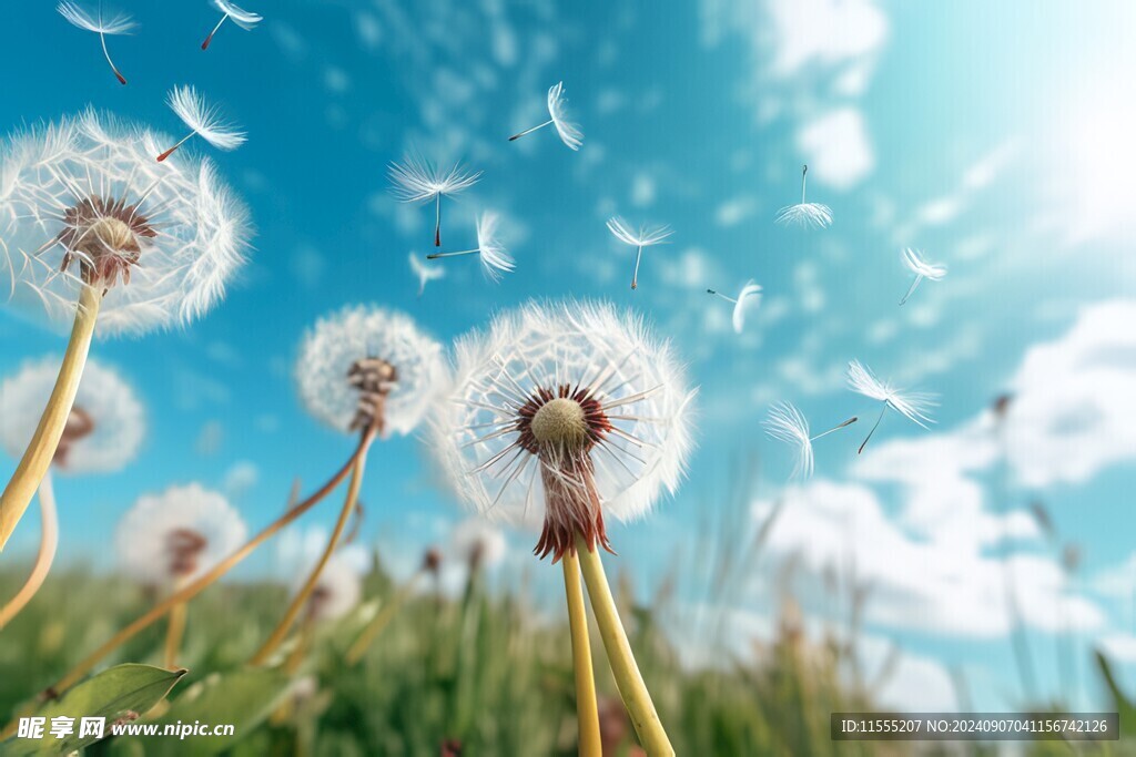 创意草地露珠蓝天吹散的蒲公英