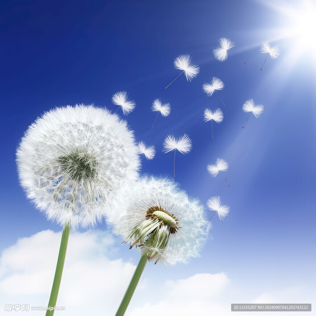 创意草地露珠蓝天吹散的蒲公英