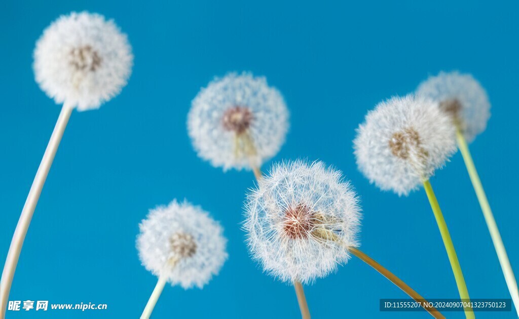 清晨吹散蒲公英小伞种子植物