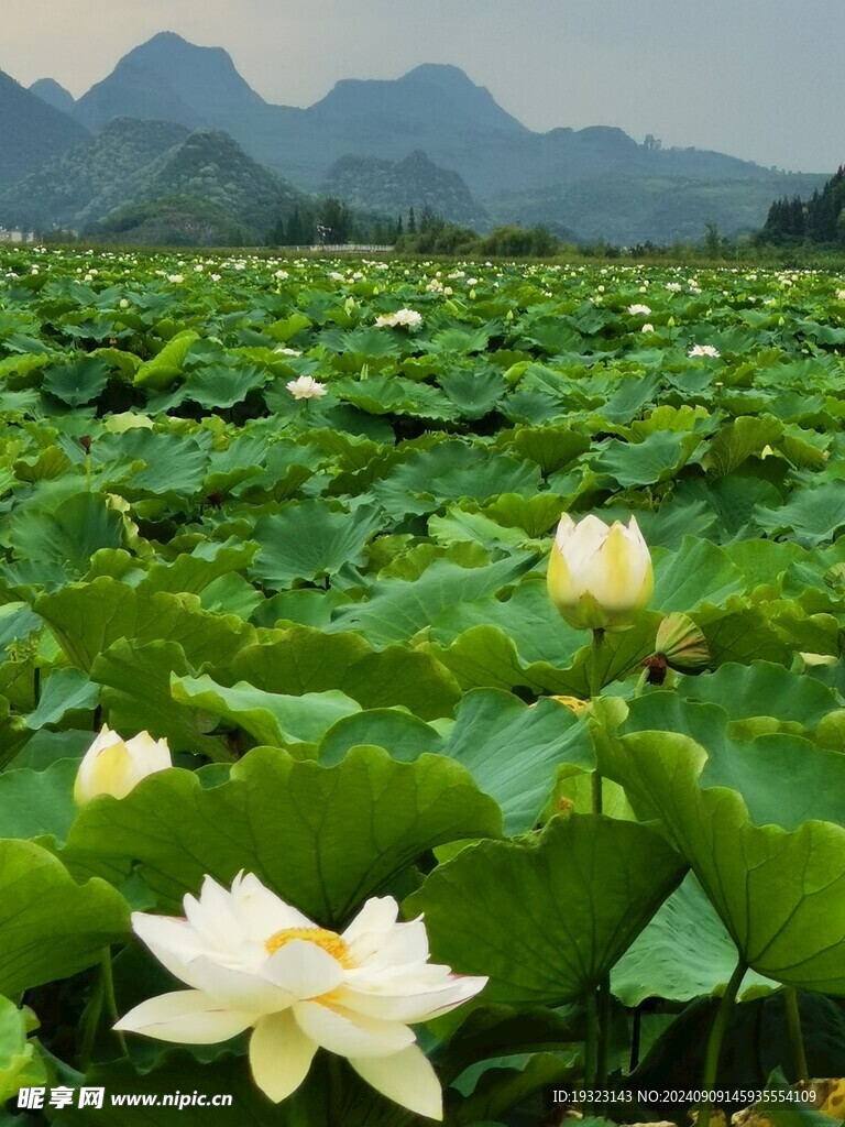 接天莲叶无穷碧