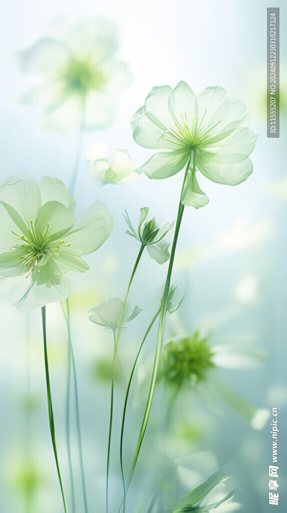 清爽鲜花花瓣花朵露珠背景图