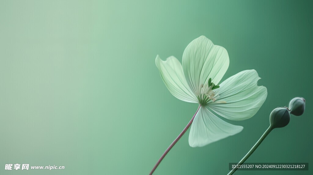 清爽鲜花花瓣花朵露珠背景图
