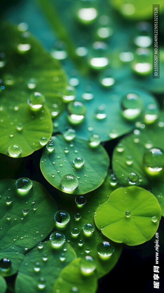 清爽荷叶叶子四叶草铜钱草露珠