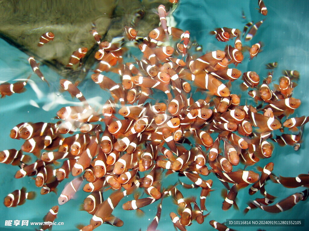 小丑鱼鱼群