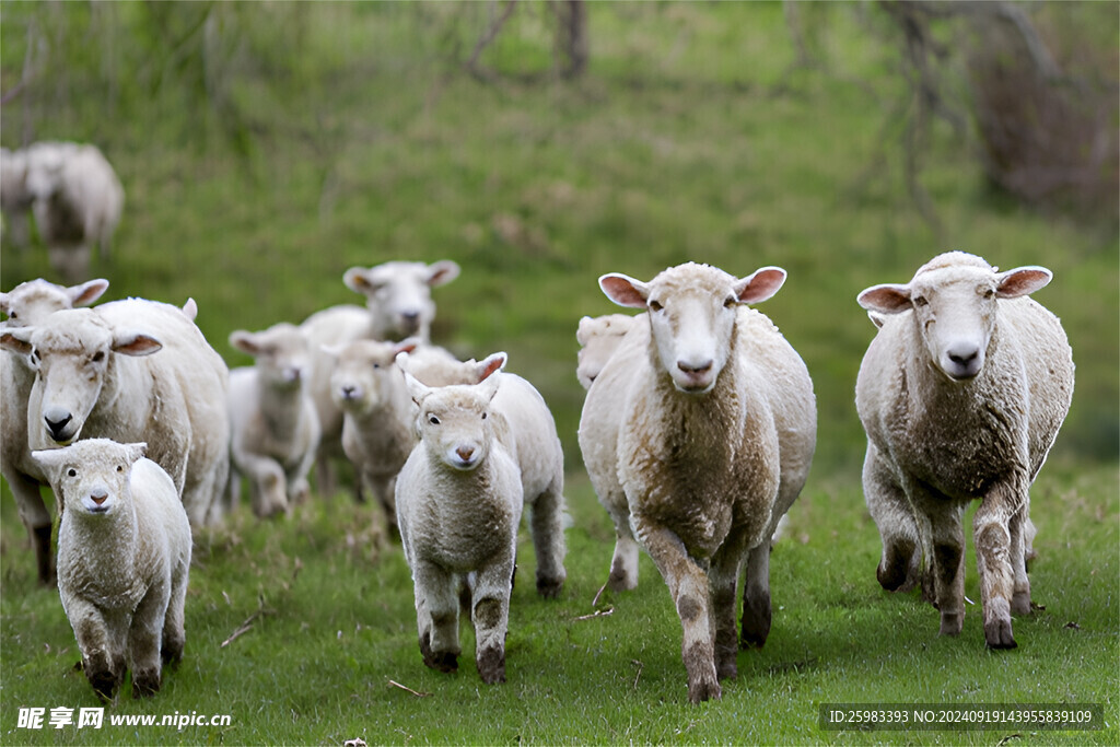 羊群