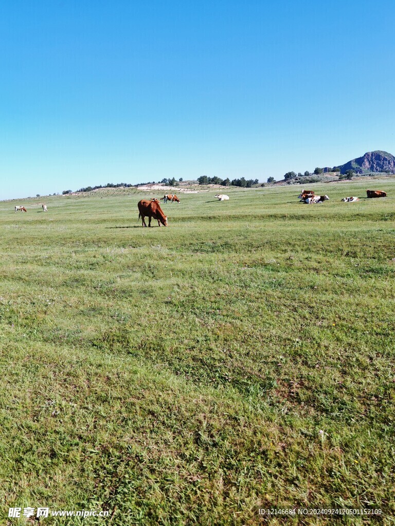 草原  绿草地  马儿