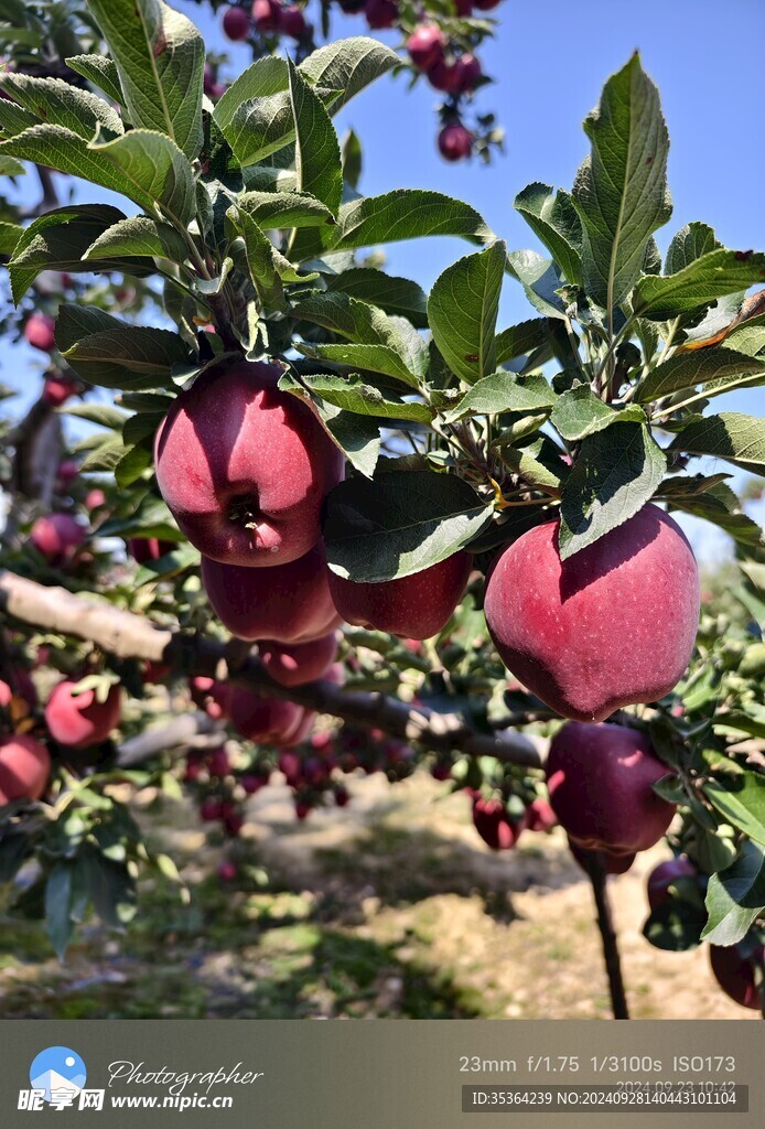 甘肃天水花牛苹果果园