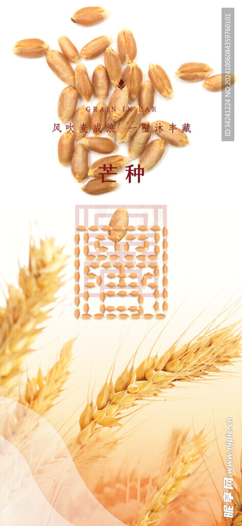 芒种节气宣传海报展板