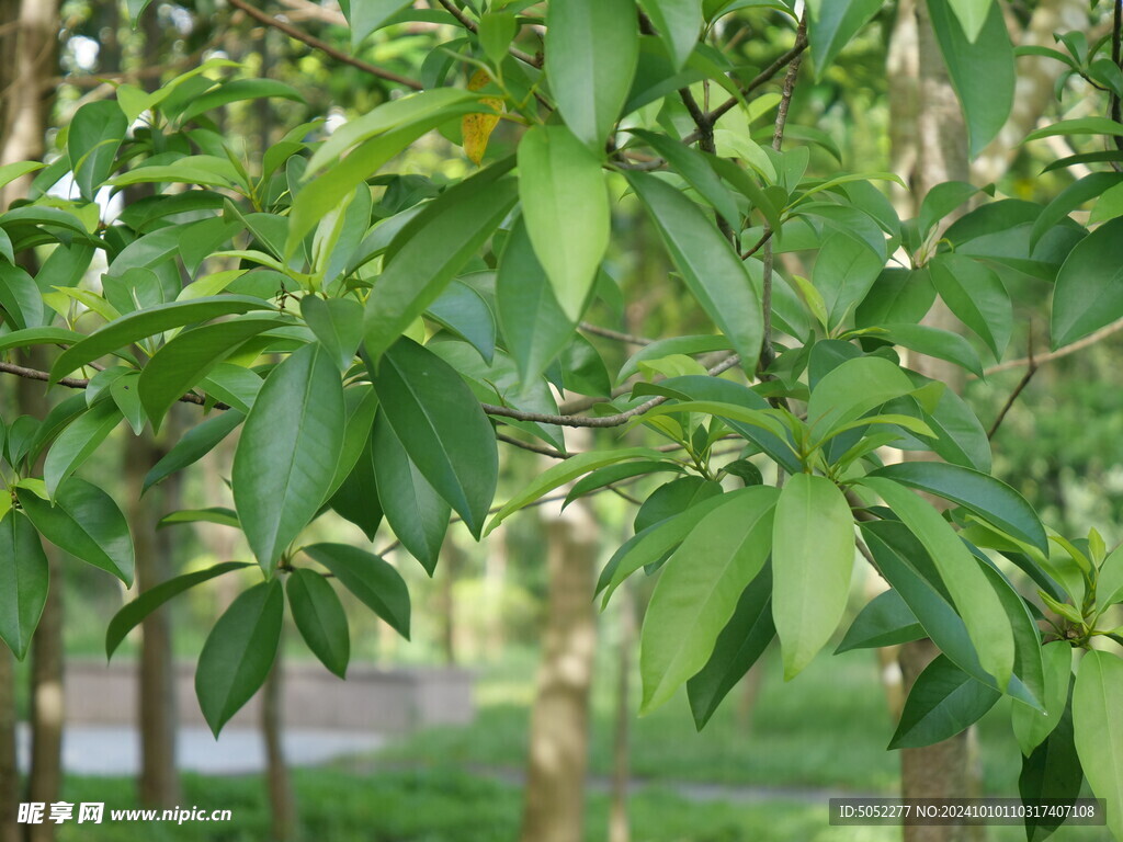 绿叶树木