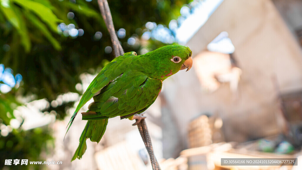 户外鹦鹉动物
