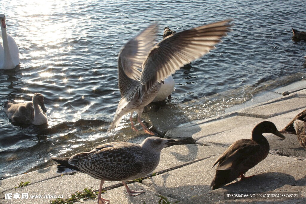 户外海鸥鸟类生物