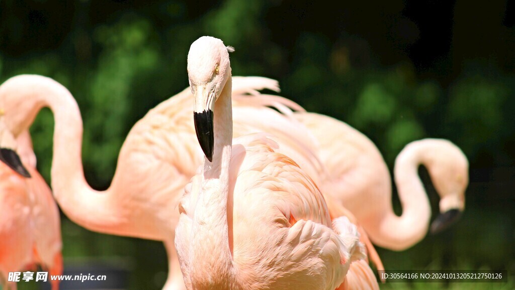 户外火烈鸟动物