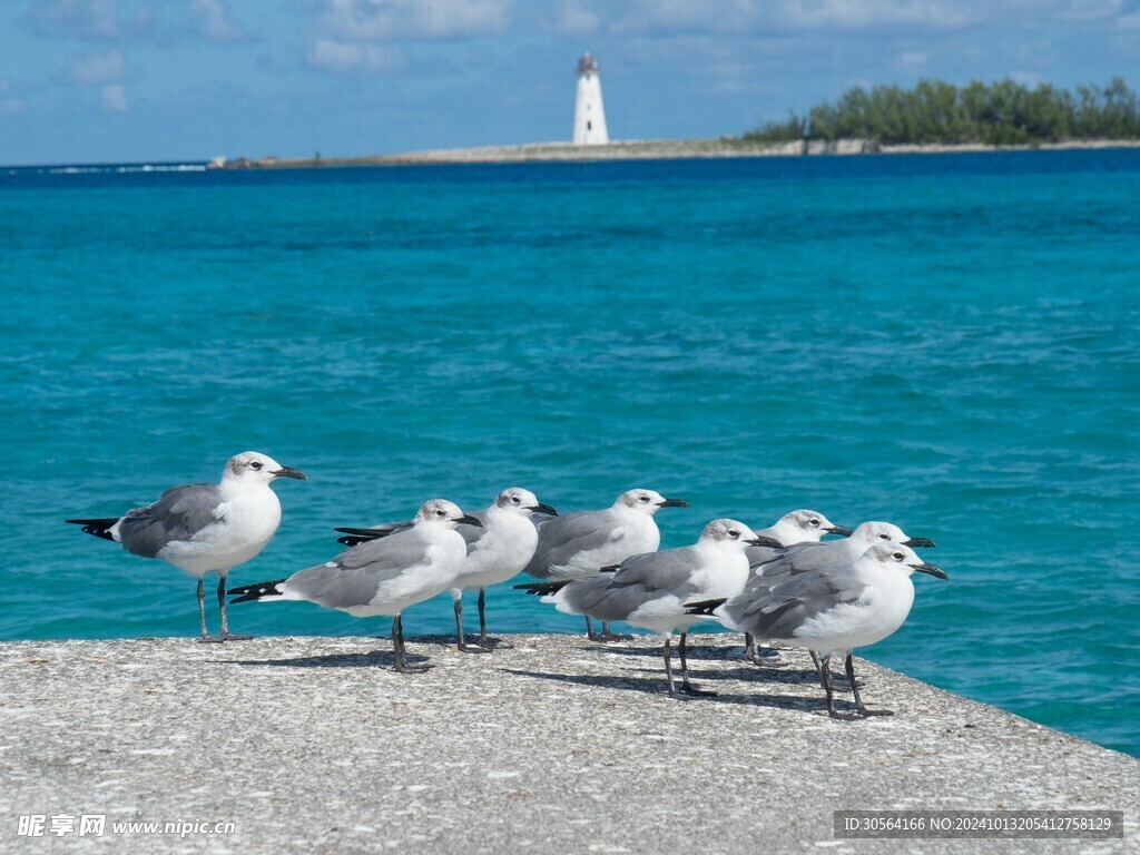 户外海鸥鸟类生物