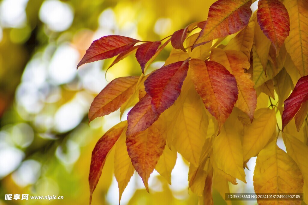 金秋的色彩树叶