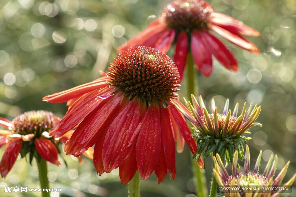 夏日花海红色绽放