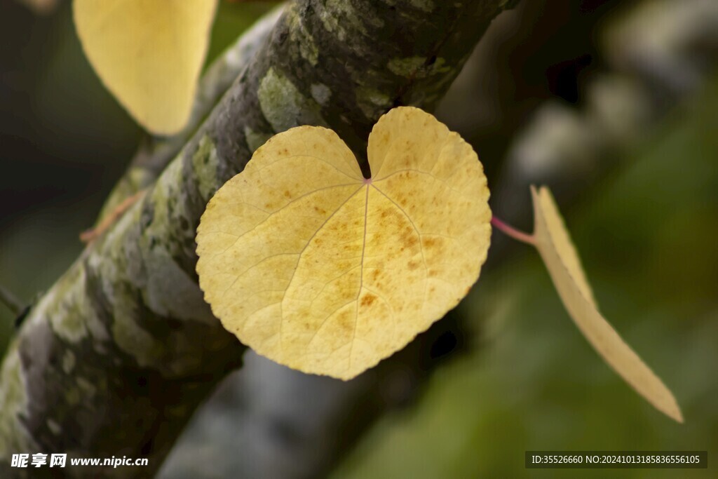 金色的心形叶片秋叶的温柔