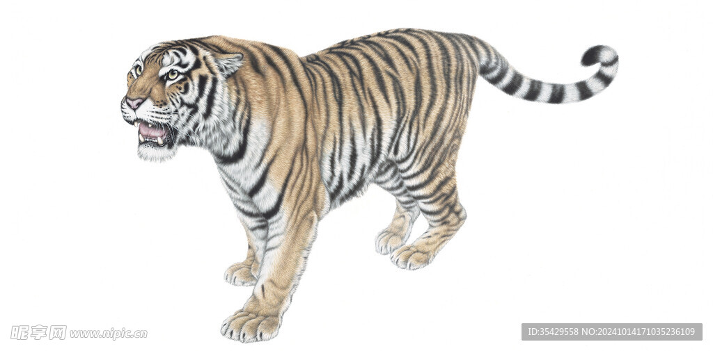 白底老虎 孟祥顺