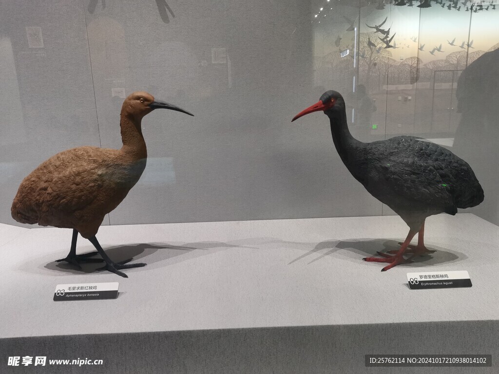 毛里求斯红秧鸡 罗德里格斯秧鸡