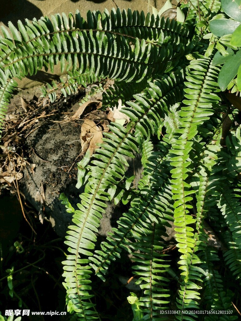 波士顿蕨 球蕨 波斯顿蕨