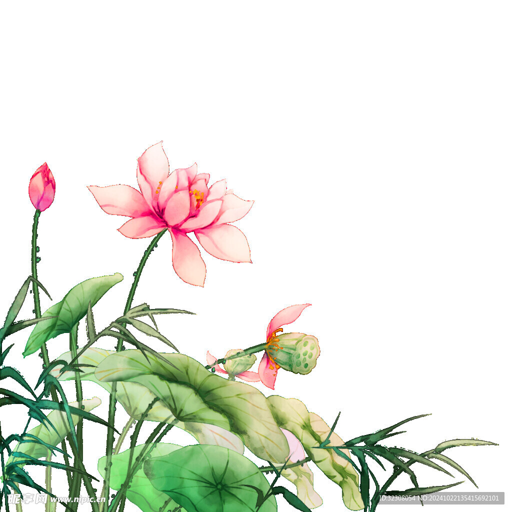 免扣荷花素材  