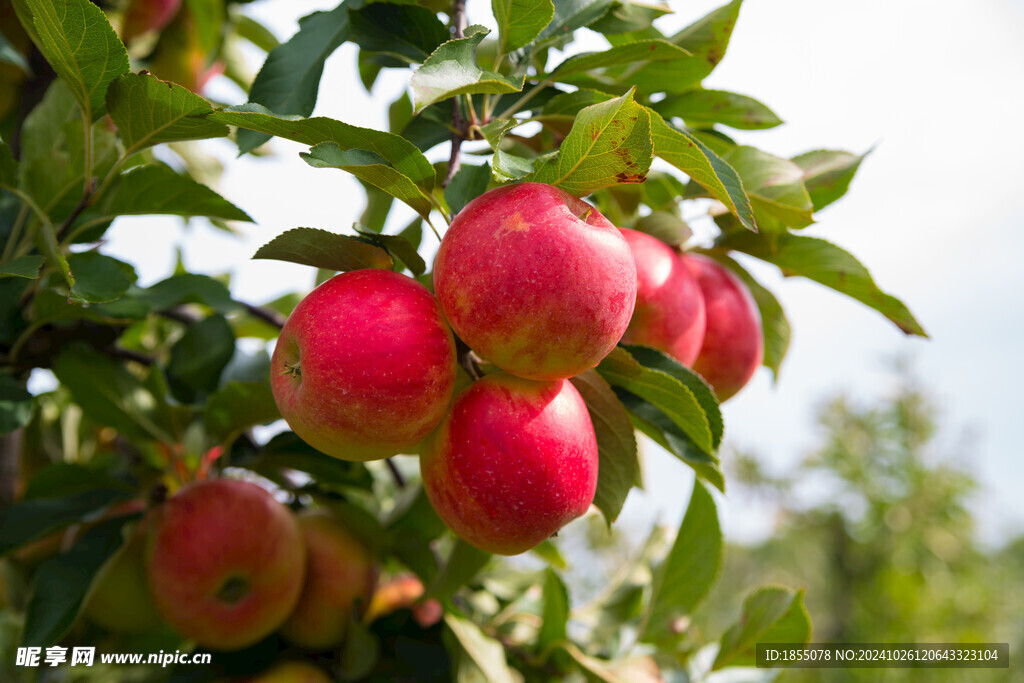 苹果树