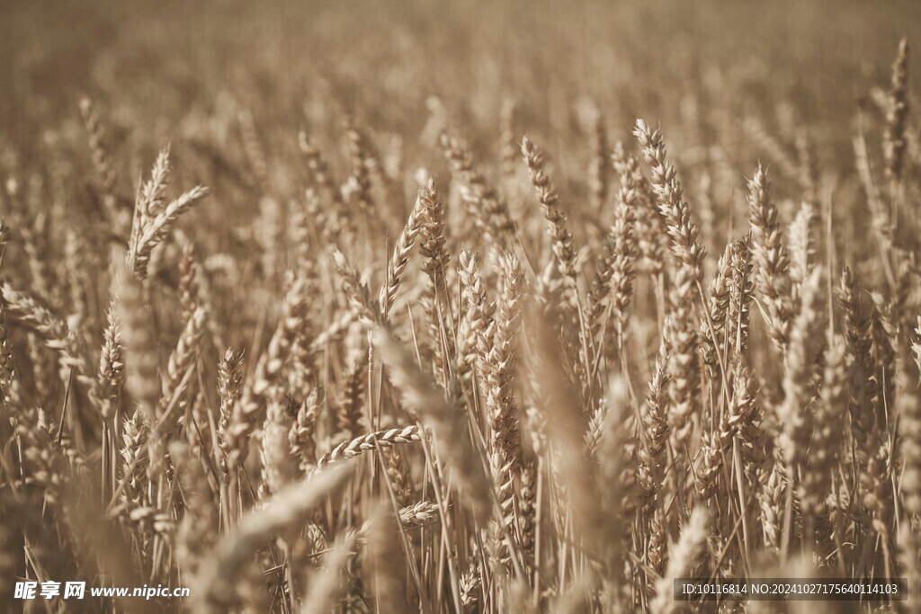成熟麦穗