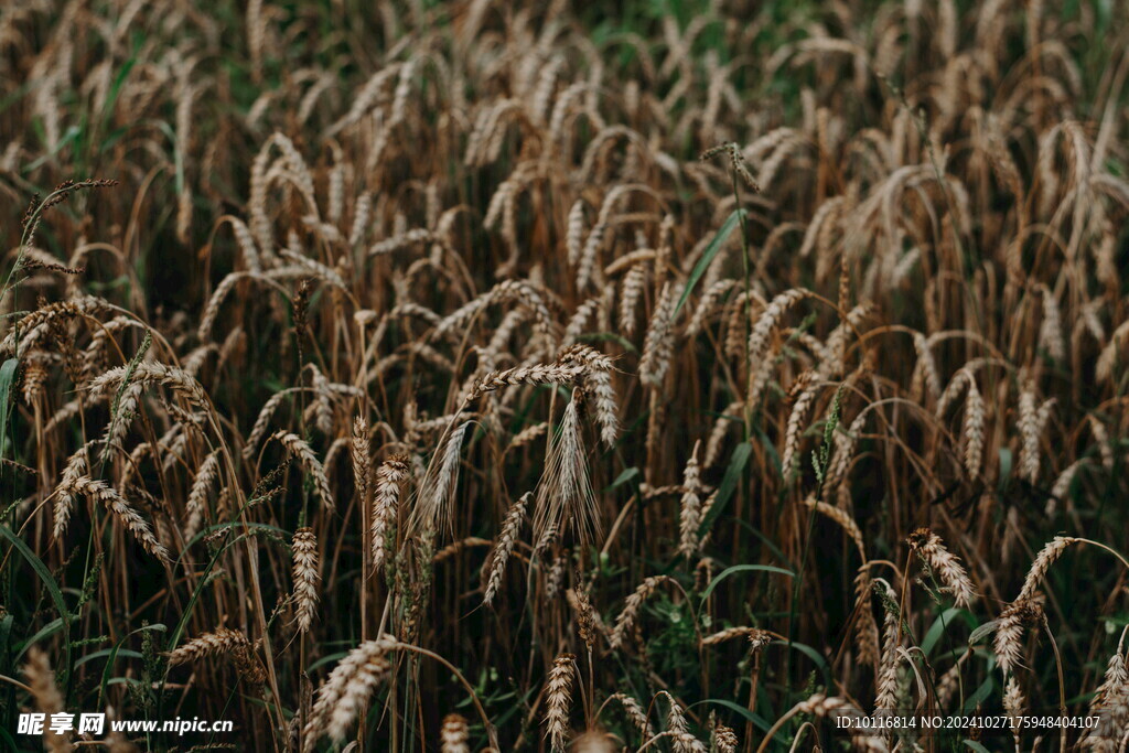 成熟麦穗