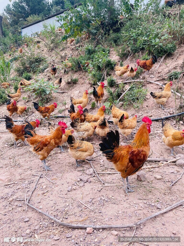 散养鸡