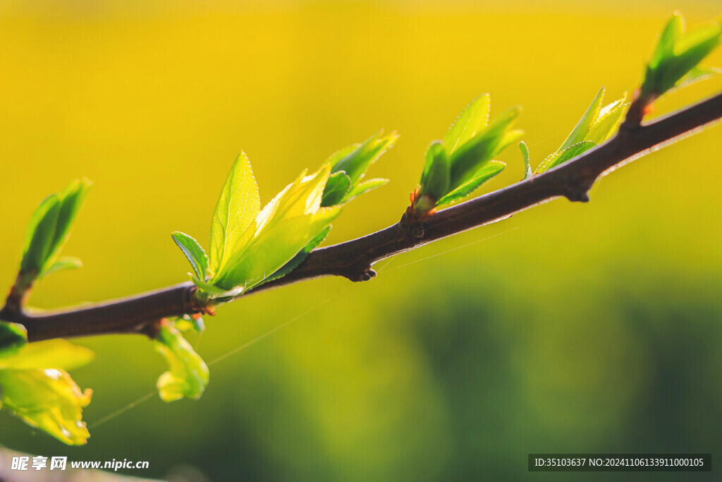 春天嫩芽