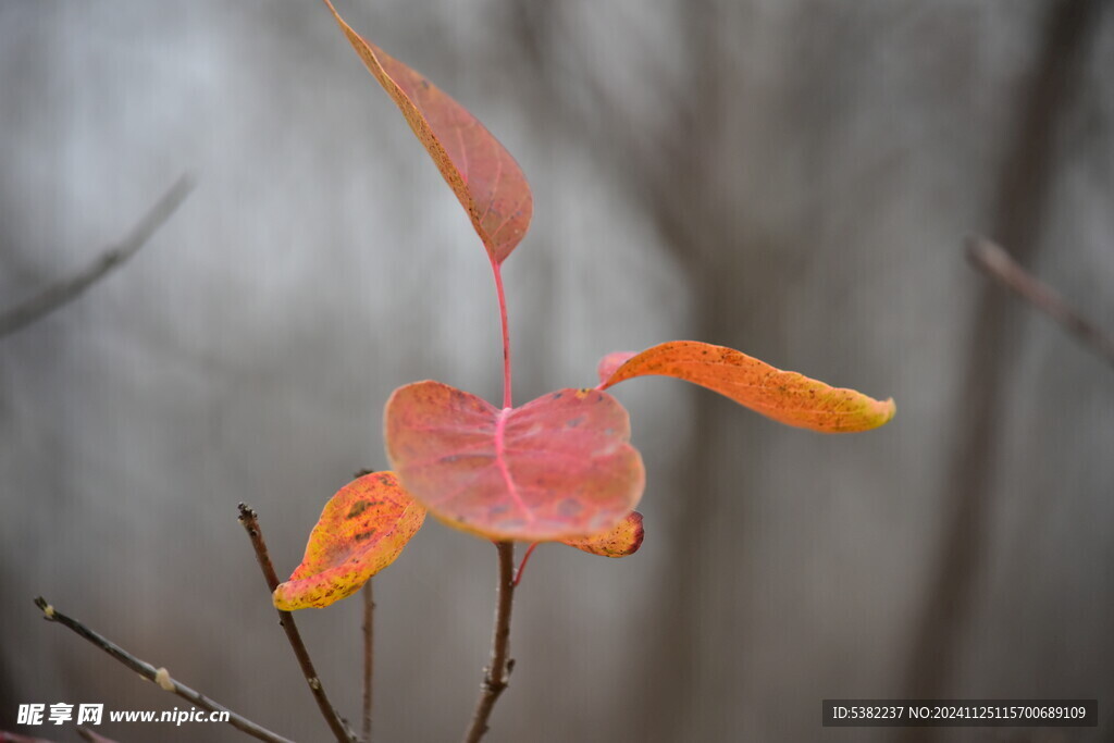 红叶