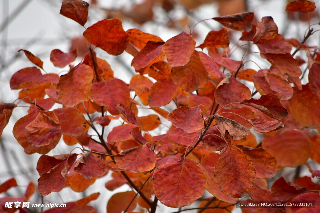 红叶