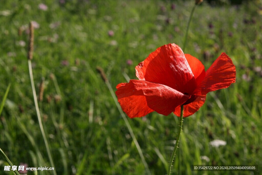 草丛里的虞美人