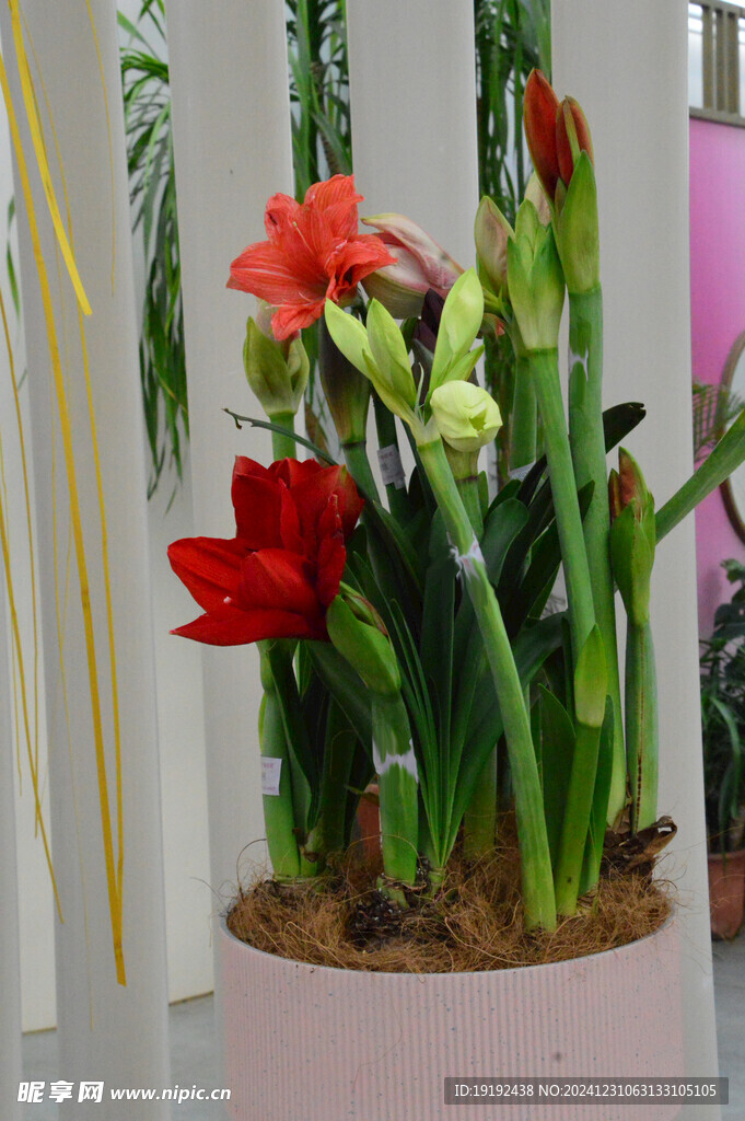 朱顶红 花朵 园林花草 花瓣 