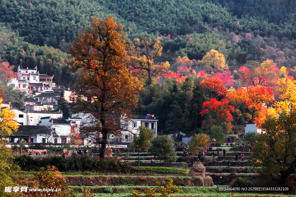 安徽塔川秋色风景图片