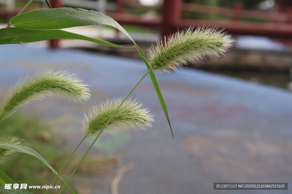 狗尾巴草