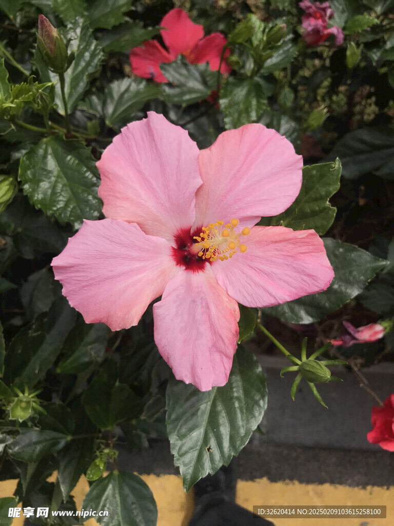 扶桑花 朱瑾花 大红花