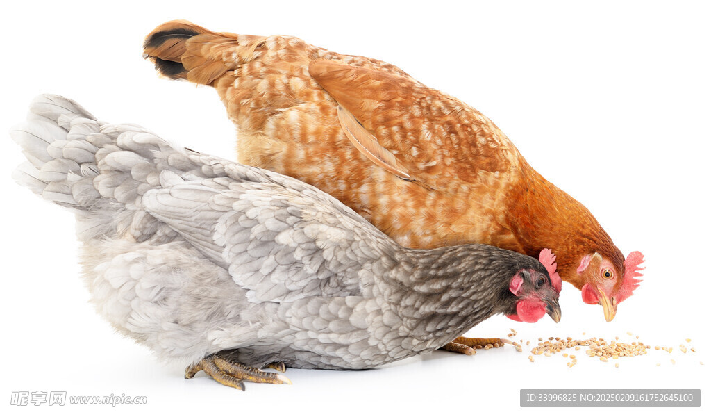 母鸡家禽高清图片