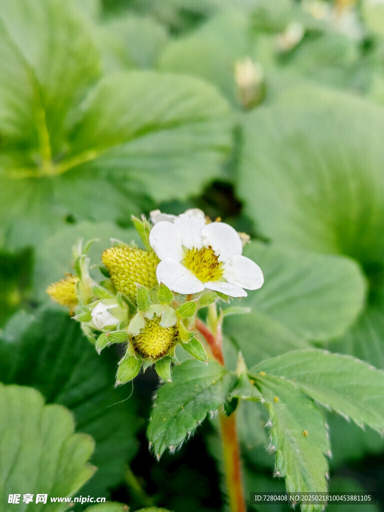 草莓花